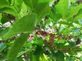 Pongamia pinnata, Millettia pinnata, Pongamia glabra, Derris indica, Cytisus pinnatus Royalty Free Stock Photo
